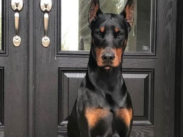 doberman