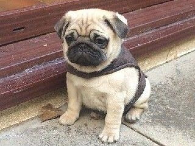 pug