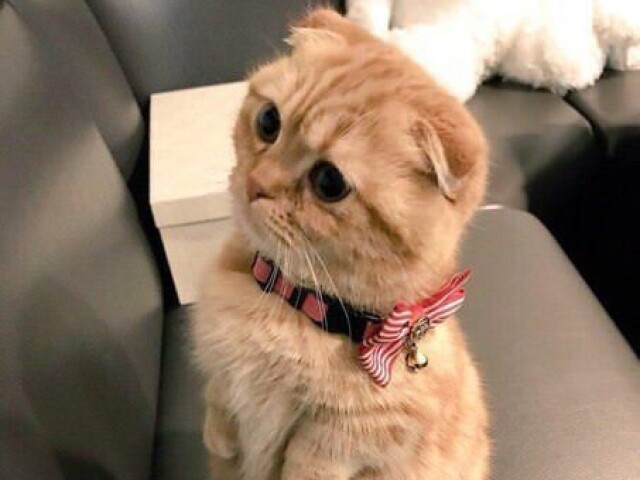 scottish fold