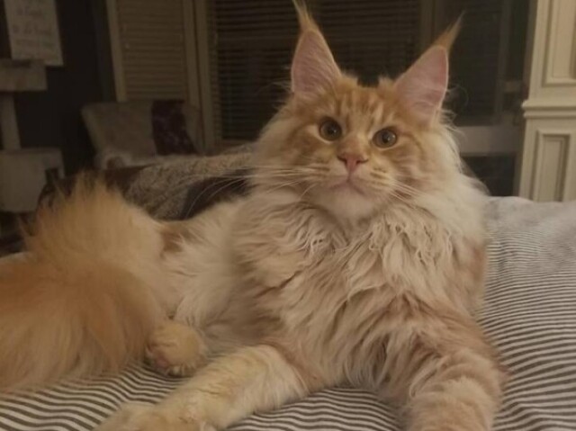 maine coon