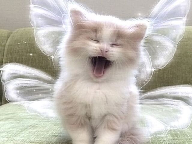 Lindoo