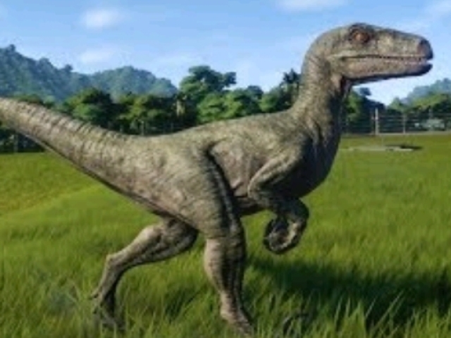 Velociraptor