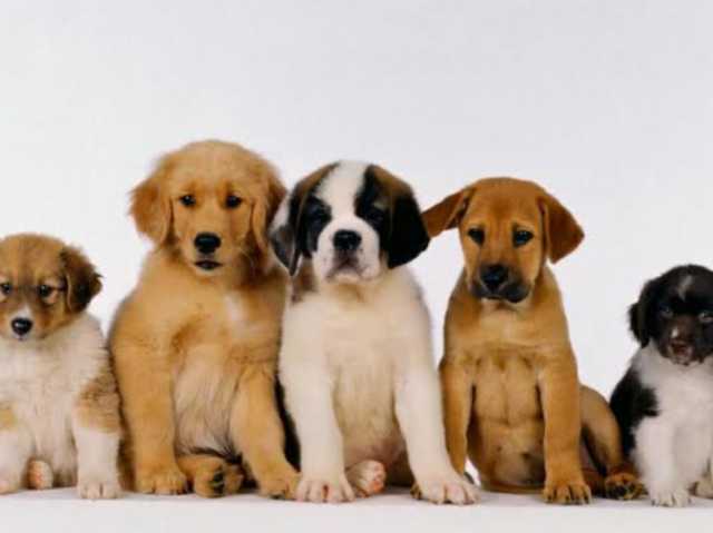 Teste sobre cães: conhecimento