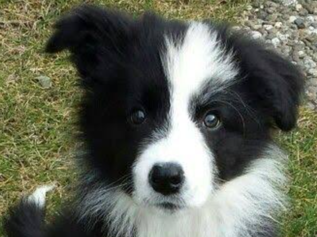 Border Collie.