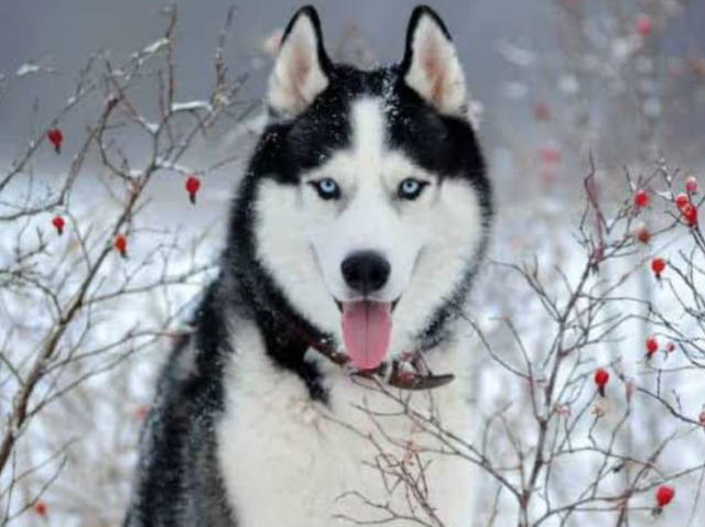 Husky Siberiano.