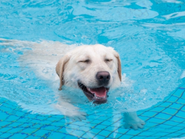 Cachorro, eles são os melhores companheiros!