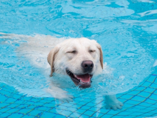 Cachorro, eles são os melhores companheiros!