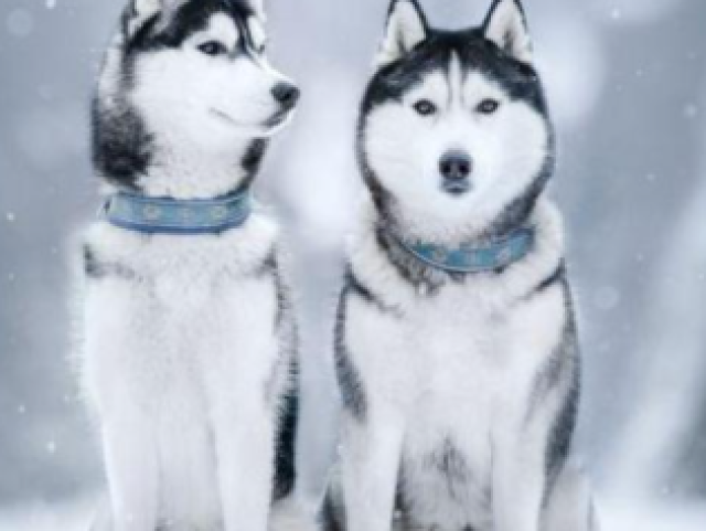 Husky siberiano