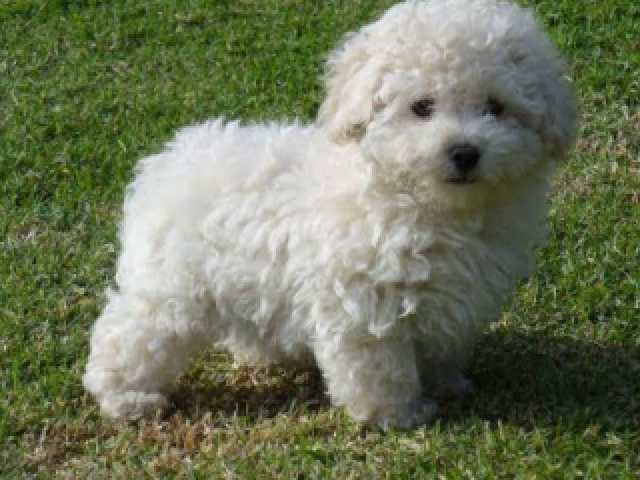 Poodle