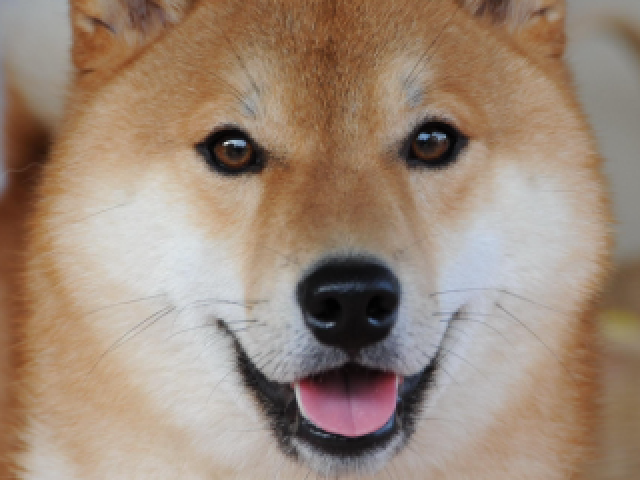 Akita (shiba)