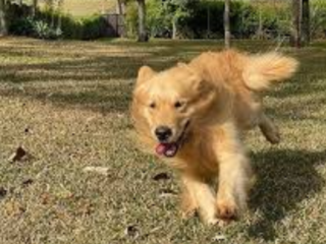 Golden retriver