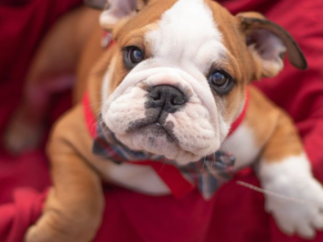 Bulldog inglês