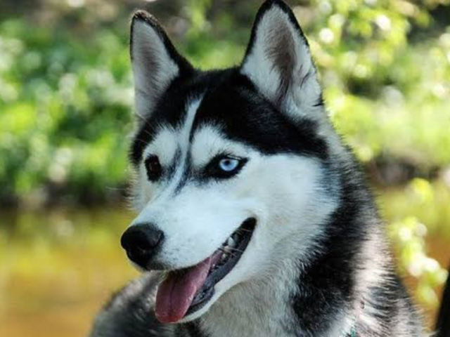 Husky Siberiano 100%