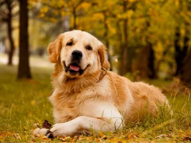 Golden Retriever 75%