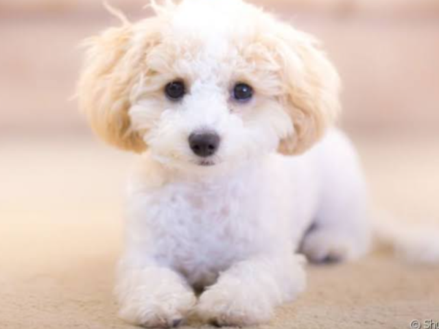 Poodle 50%