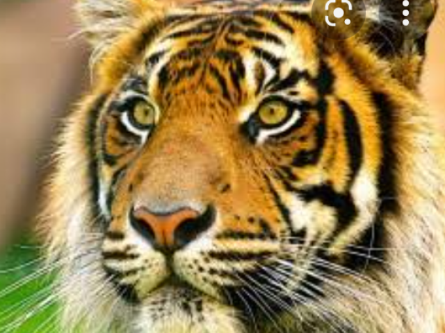 Tigre