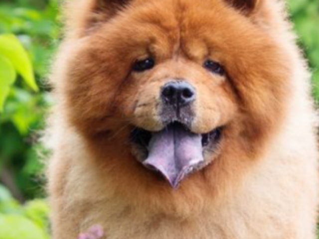 Chow chow