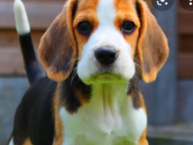 Beagle