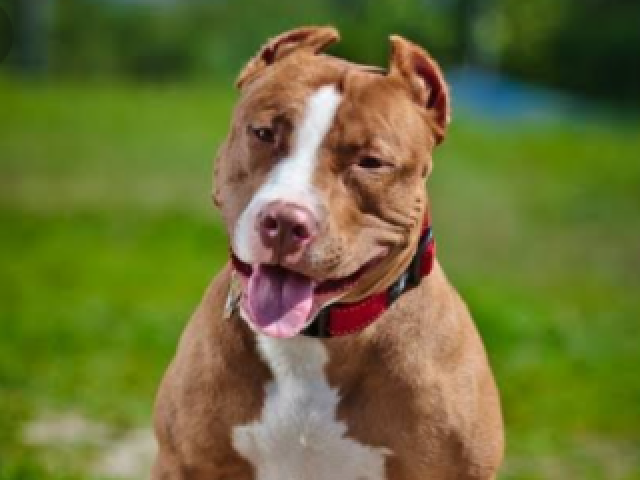 Pit bull