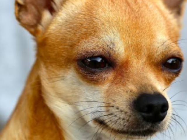 Chihuahua