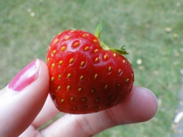 Morango 🍓