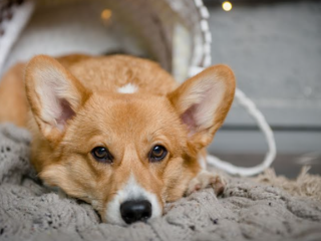 Corgi
