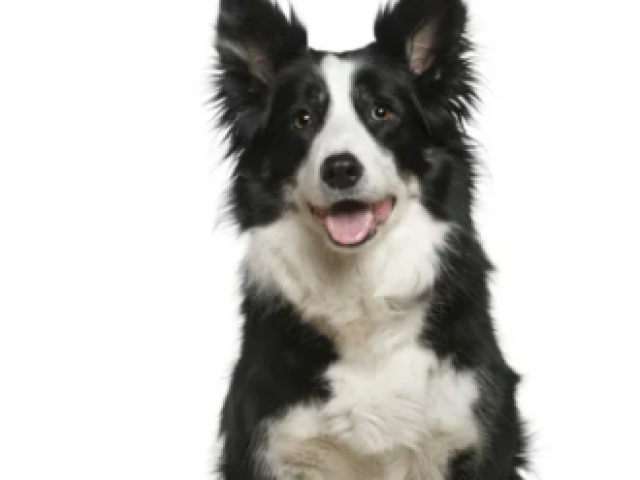 Border collie