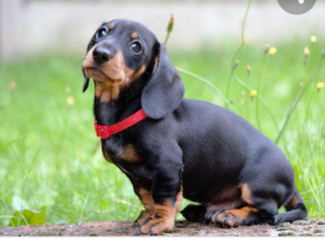 Dachshund