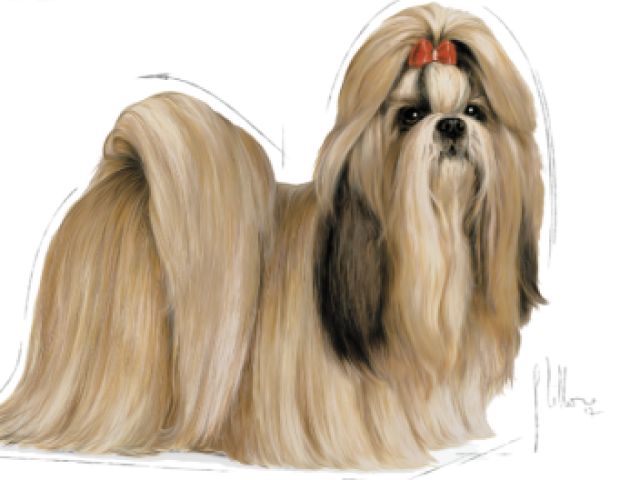 Shih tzu