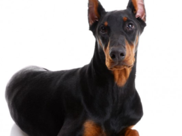 Doberman