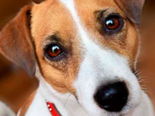 Jack Russel