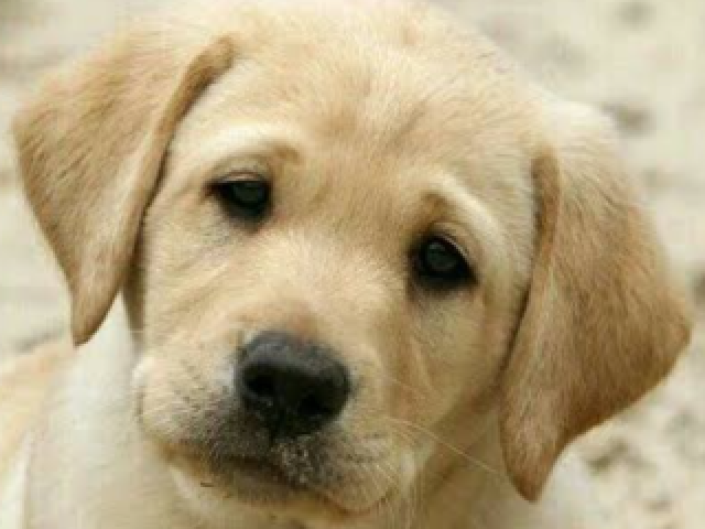 Labrador