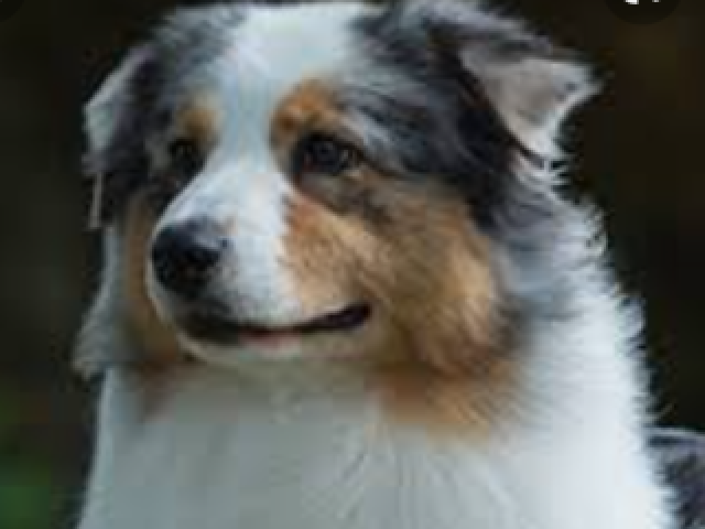 Australian Shepherd