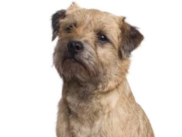 Border terrier