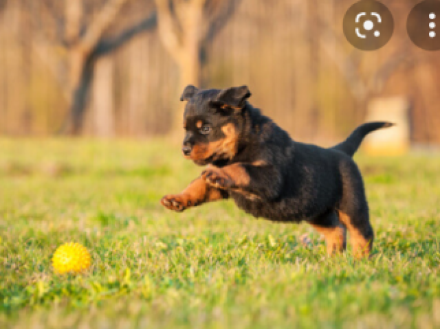 Rottweiler