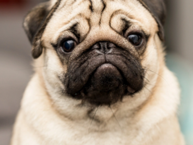 Pug