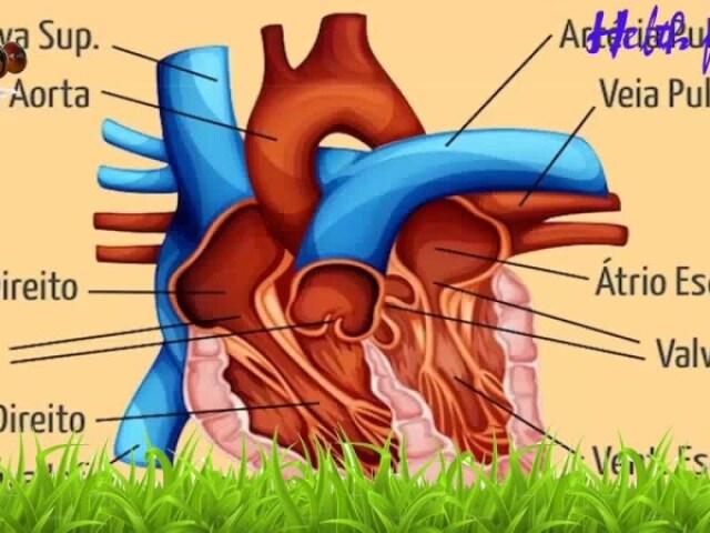 somente cardiovascular