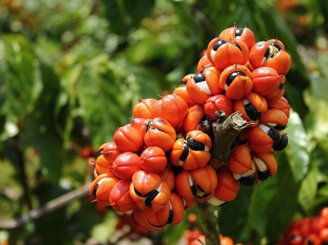 GUARANÁ