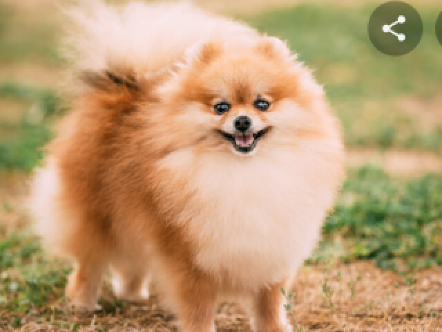 Spitz alemão