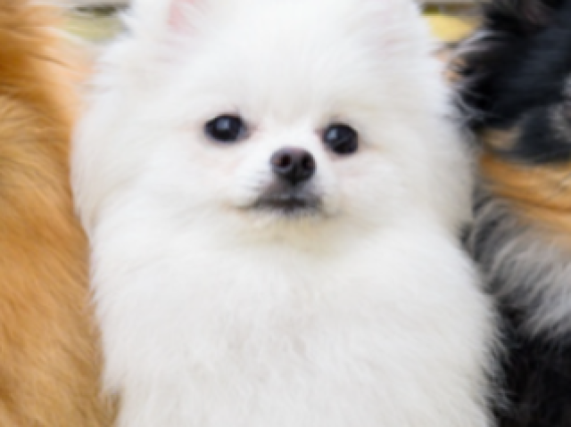 Lulu-da-pomerania