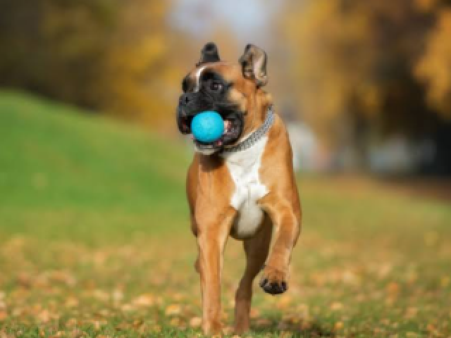 Boxer