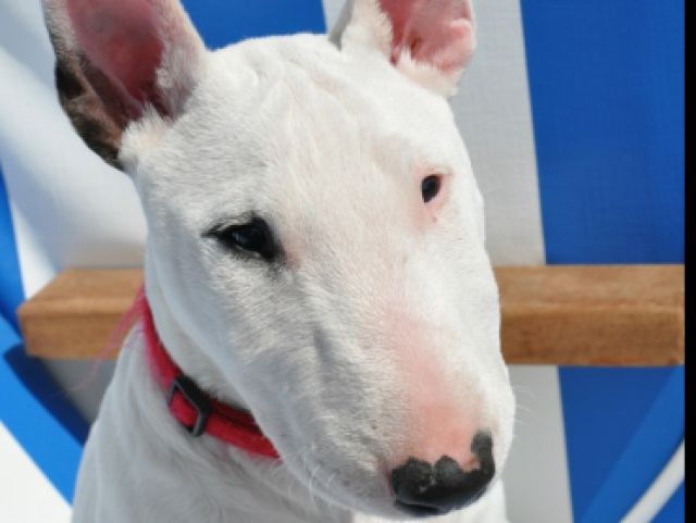 Bull terrier