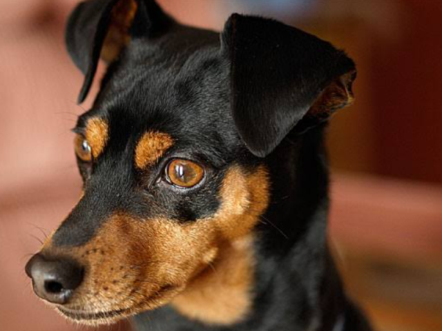 Pinscher 25%