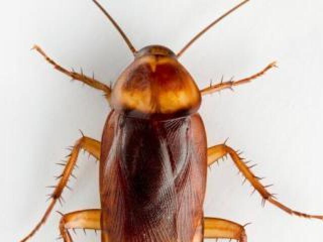 Barata