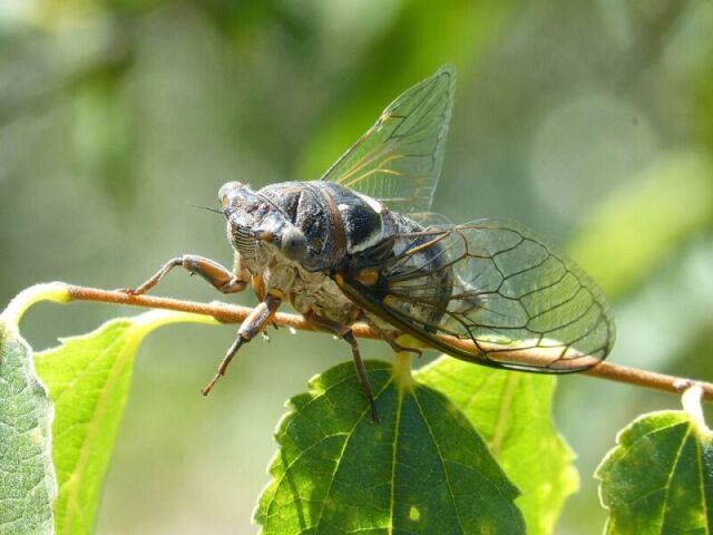 Cigarra
