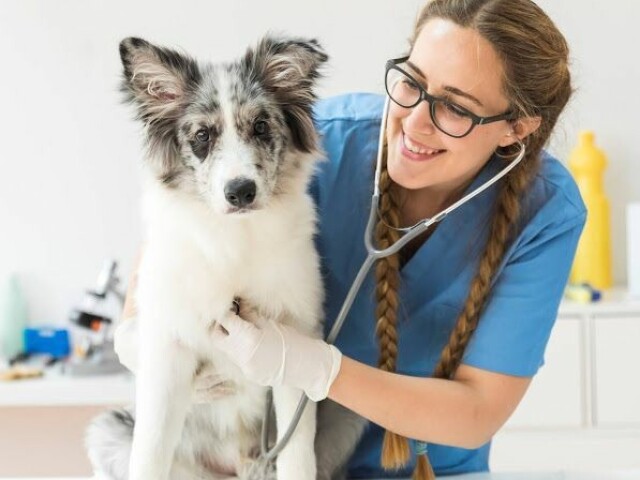 Veterinário(a)