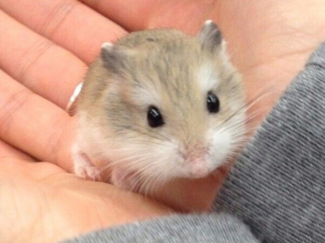 🐹