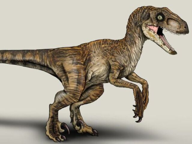 Velociraptor