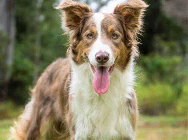 Border Collie