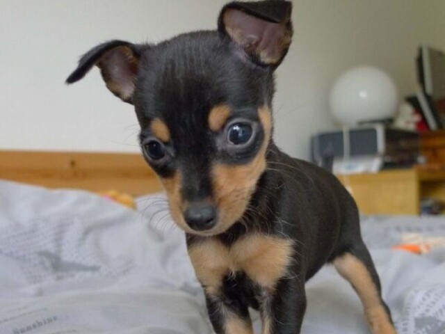 Pinscher